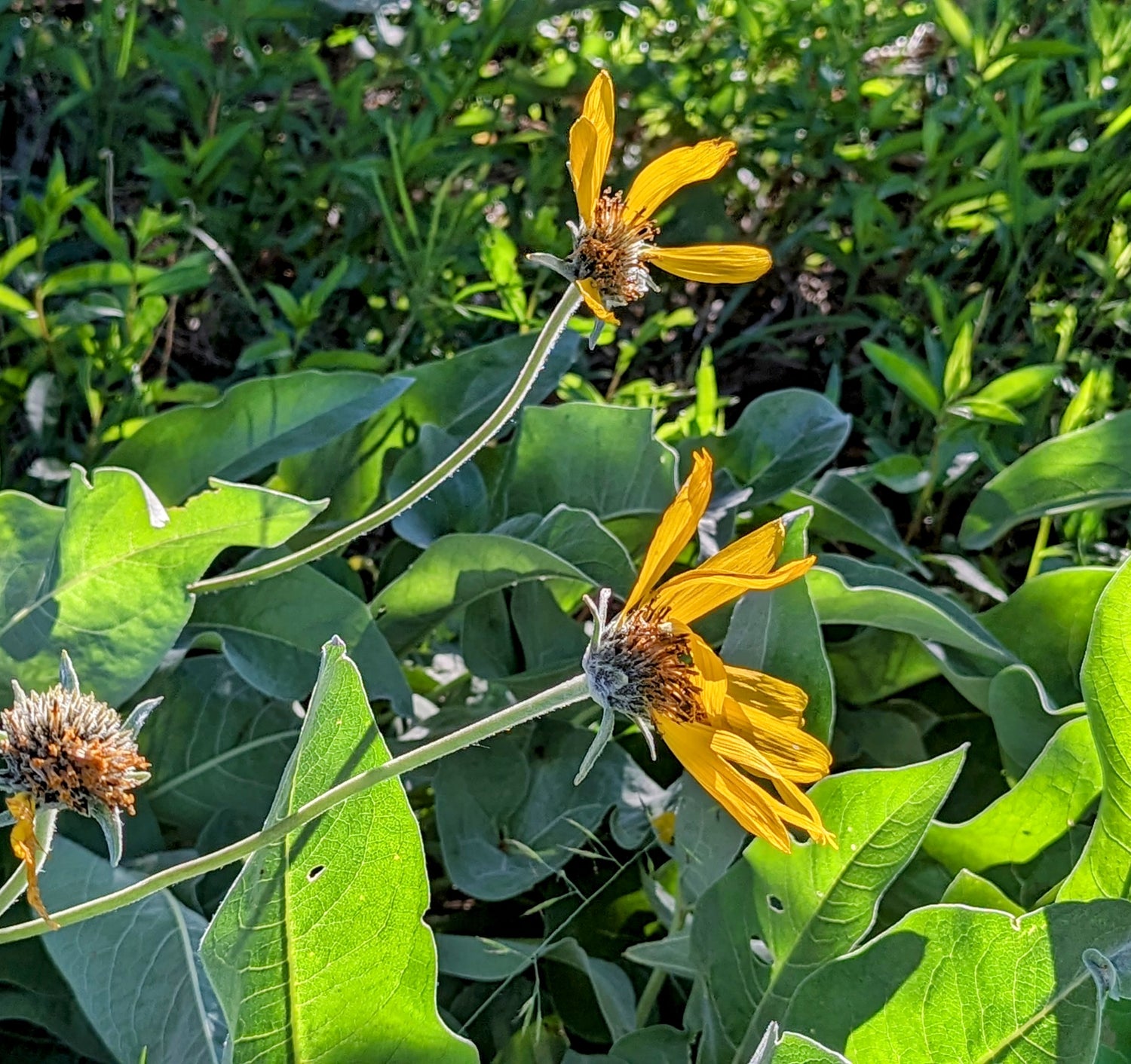 Lessons on Lust from Balsamroot