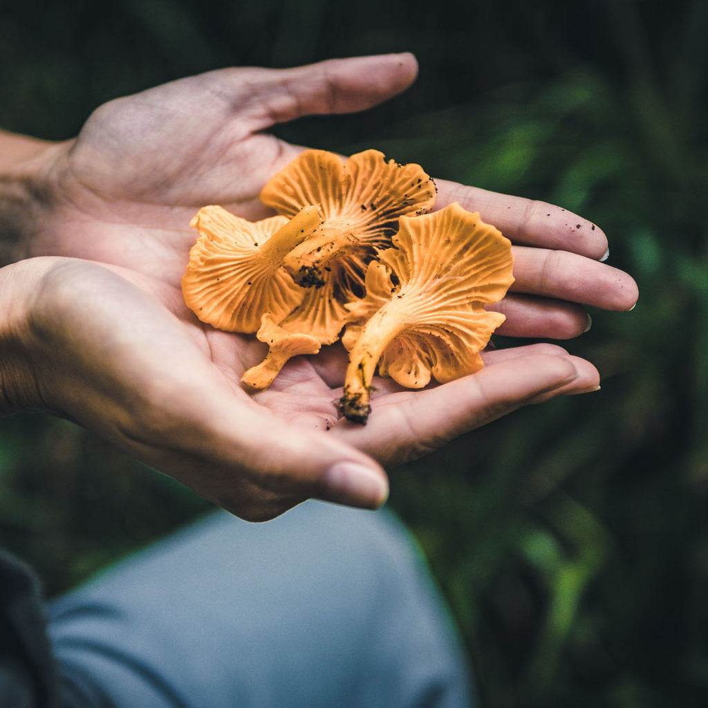 A Meditation on Fungi