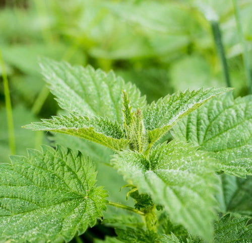 close-up of stinging nettle leaves