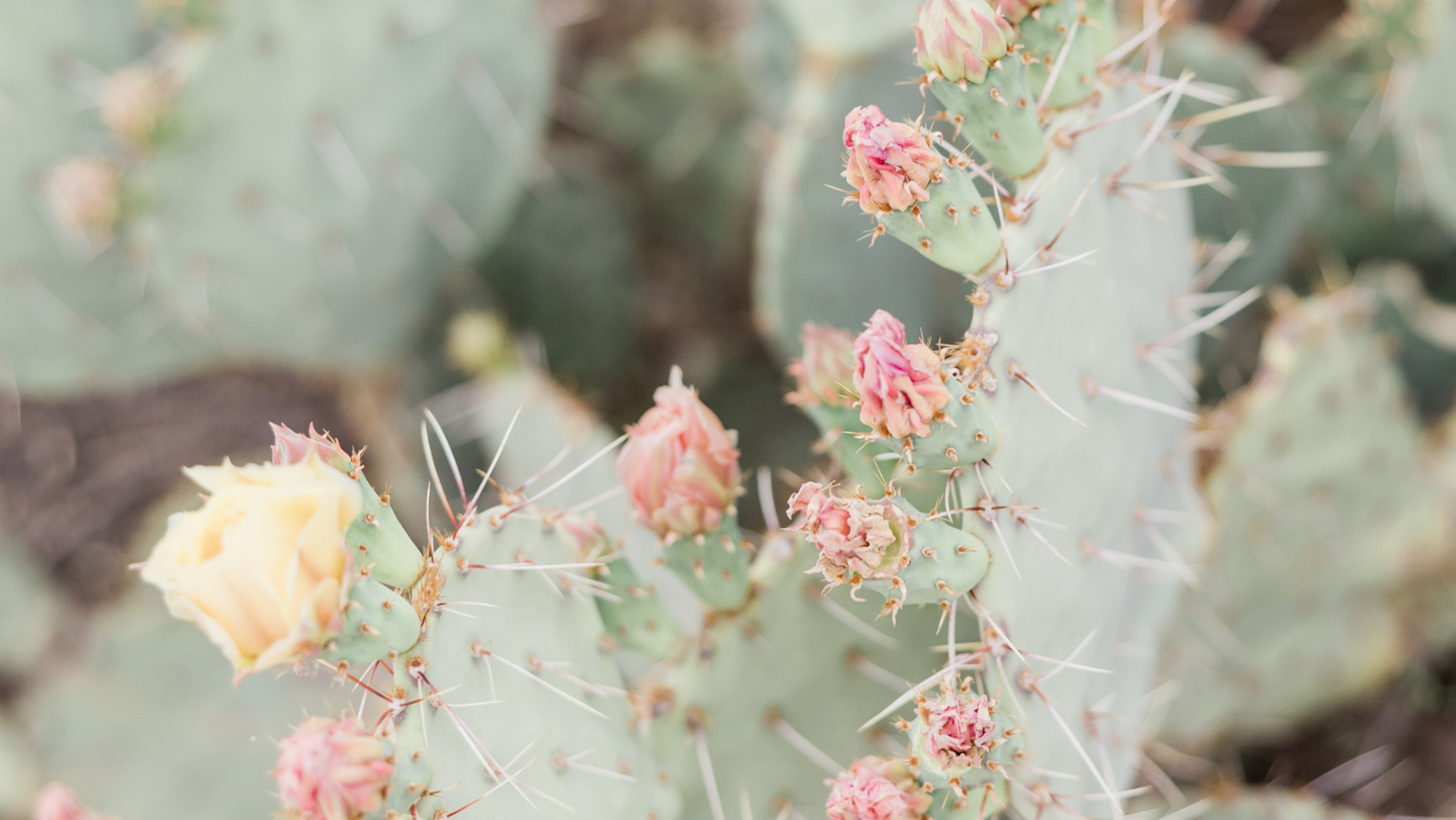prickly pear cactus and flowers